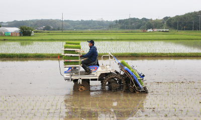 タブレットで生育を確認する生産者